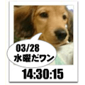 JUJU　子犬の時計ブログパーツ